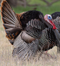 Oprah Asks: Could You Hunt Your Own Turkey?